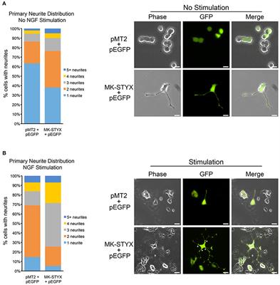 MK-STYX Alters the Morphology of Primary Neurons, and Outgrowths in MK-STYX Overexpressing PC-12 Cells Develop a Neuronal Phenotype